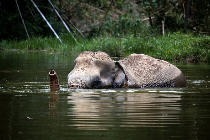 A Morning with the Elephants at Phuket Elephant Sanctuary - Why This Elephant Morning Feels Different Than Typical Tours
