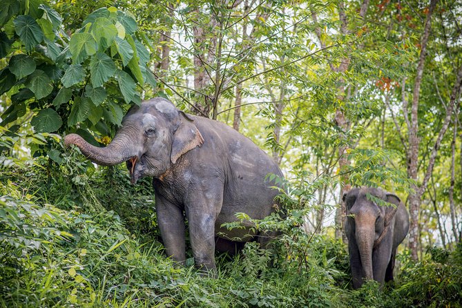 A Morning with the Elephants at Phuket Elephant Sanctuary - Jungle Gear and Why You Should Wear It