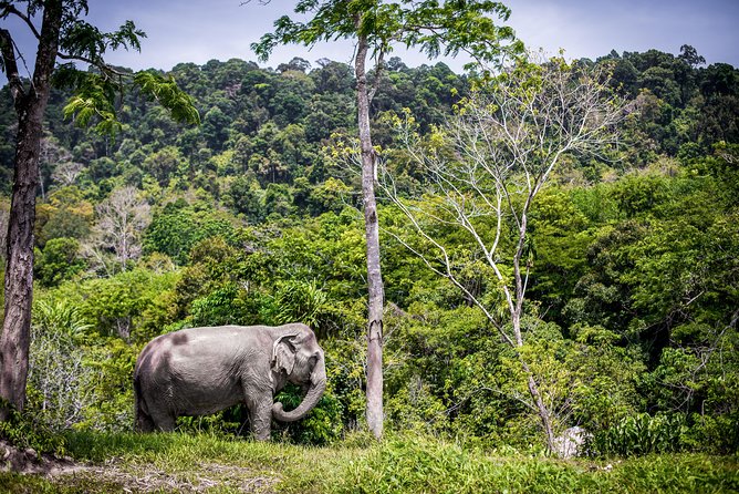 A Morning with the Elephants at Phuket Elephant Sanctuary - Walking With the Elephants, Without Pressuring Them