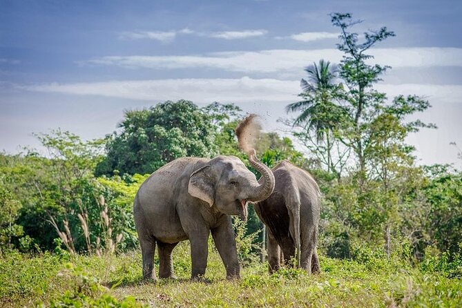 An Afternoon with the Elephants at Phuket Elephant Sanctuary - Your 3.5-Hour Afternoon Itinerary, From 1:30 pm to Thai Buffet