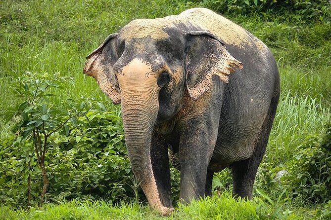 An Afternoon with the Elephants at Phuket Elephant Sanctuary - Entering the Sanctuary Grounds: Check-In, Safety Gear, and Quick Orientation