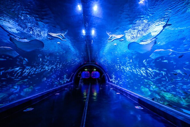 Aquarium Phuket and AR Trick Eye Museum Combo Tickets - Key highlights to plan for