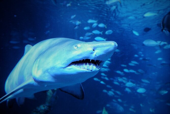 Aquarium Phuket and AR Trick Eye Museum Combo Tickets - How long the combo takes and how to schedule it smoothly