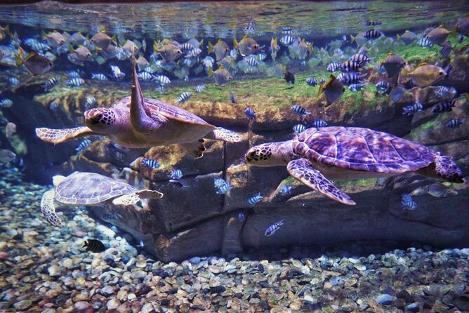 Aquarium Phuket and AR Trick Eye Museum Combo Tickets - Price and value: does $72 make sense for a Phuket combo?