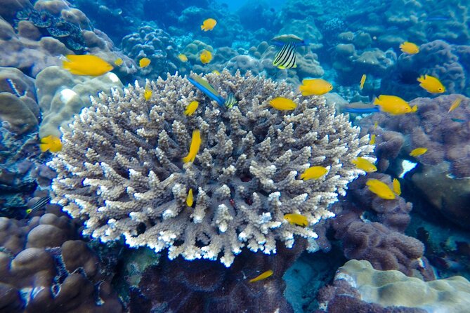 Best of Phi Phi Islands Snorkeling Tour from Phuket - Monkey Beach: quick wildlife viewing, but landing can depend on conditions