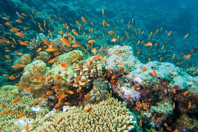 Coral Island Banana Beach Snorkeling and Clear Kayak Tour - Snorkeling at two spots near Banana Beach: what to expect, and what can disappoint