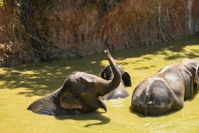 Elephant Nature Experience with Lunch at Bukit Elephant Park - Key highlights you should care about