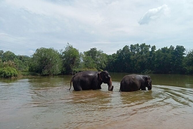 Elephant Sanctuary Small Group Tour in Phuket - Why no riding, no shows feels different in practice