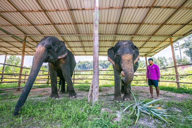 Elephant Sanctuary Small Group Tour in Phuket - Food, snacks, and what you actually eat