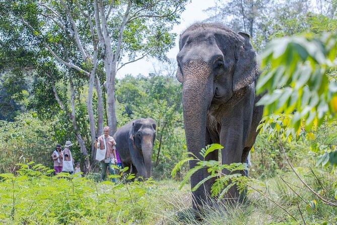 Elephant Sanctuary Small Group Tour in Phuket - How long is enough time with elephants?