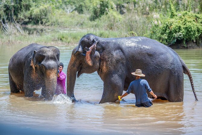 Elephant Sanctuary Small Group Tour in Phuket - Price and value: what you get for about $97.83