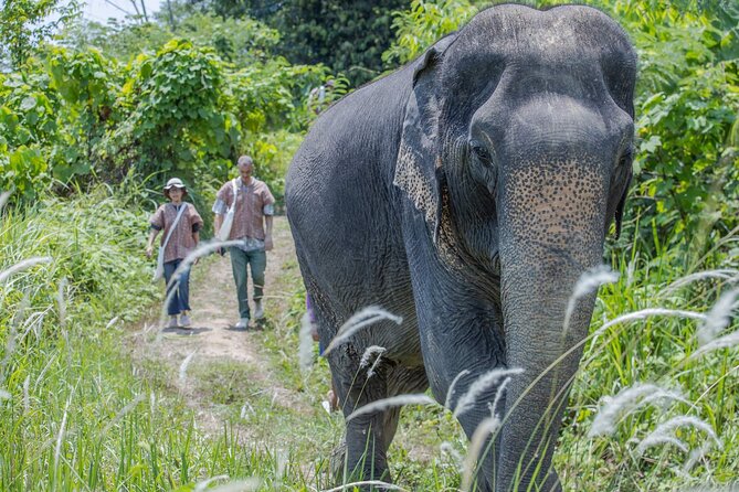 Elephant Sanctuary Small Group Tour in Phuket - Forest walk with the herd: seeing foraging, bathing, and calm boundaries