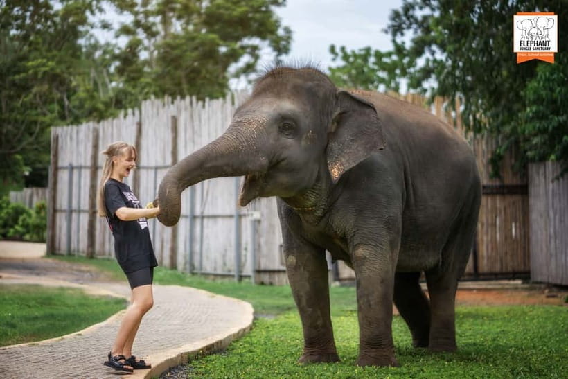 From Phuket: Elephant Jungle Sanctuary Feed and Shower Trip - A 90-minute Phuket elephant visit that prioritizes respectful contact