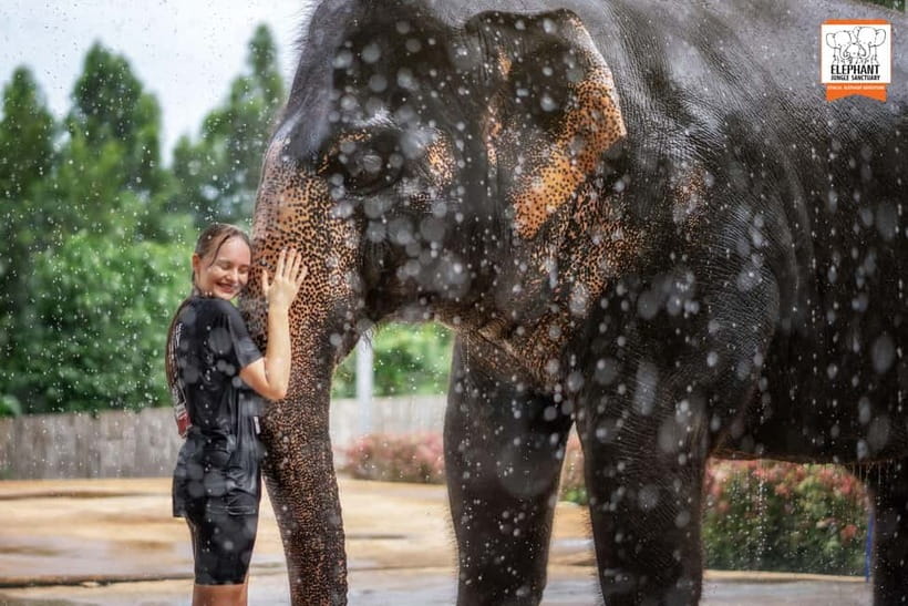 From Phuket: Elephant Jungle Sanctuary Feed and Shower Trip - The feeding session: fresh seasonal fruits and gentle elephant contact