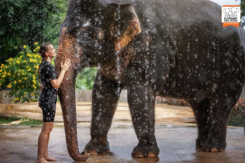 From Phuket: Elephant Jungle Sanctuary Feed and Shower Trip - Price and value: is $61 fair for 90 minutes?