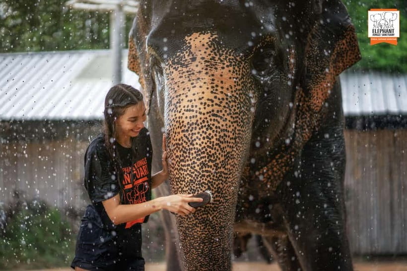 From Phuket: Elephant Jungle Sanctuary Feed and Shower Trip - Should you book Elephant Jungle Sanctuary Phuket?