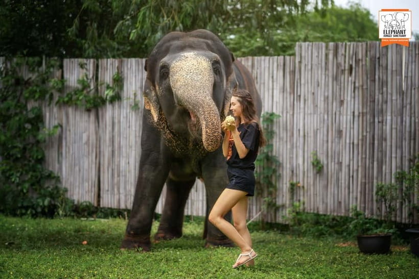 From Phuket: Elephant Jungle Sanctuary Feed and Shower Trip - Getting to Elephant Jungle Sanctuary Phuket: check-in, pickup, and timing