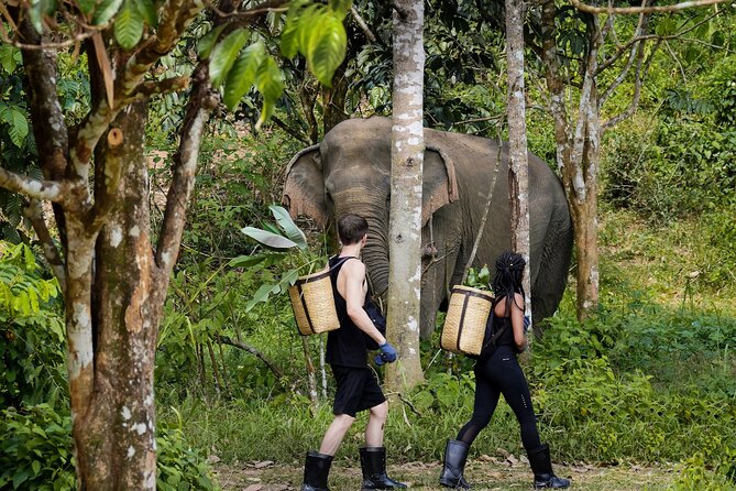 Full-Day Phuket Elephant Sanctuary Tour with Lunch and Dinner - Key Things You Should Know Before You Go