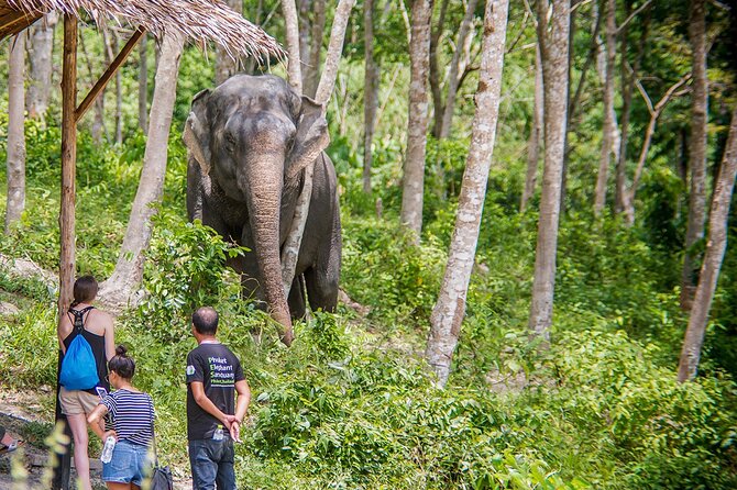 Full-Day Phuket Elephant Sanctuary Tour with Lunch and Dinner - Vegetarian Thai Lunch: A Real Break in the Middle of a Hot Day