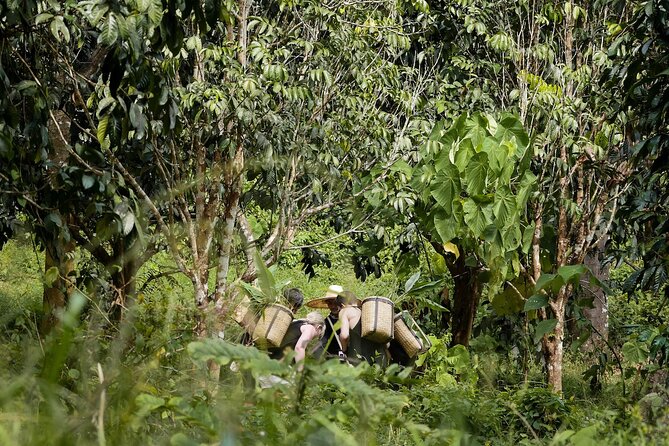 Full-Day Phuket Elephant Sanctuary Tour with Lunch and Dinner - Making Supplementary Elephant Food (Plus Rice Balls and Bamboo)