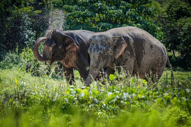 Full-Day Phuket Elephant Sanctuary Tour with Lunch and Dinner - The Guide Moment: Elephant Communication and Keystone Species