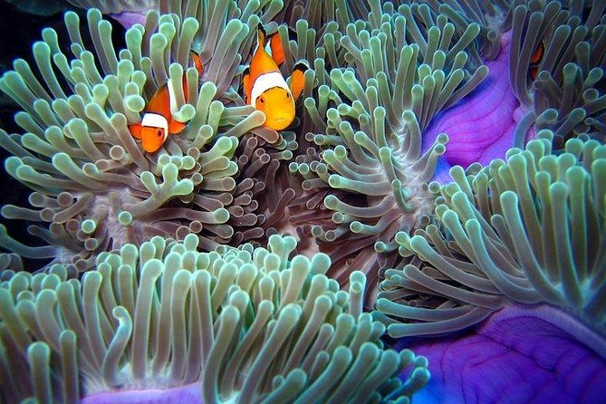 Full-Day Racha Noi and Racha Yai Snorkeling from Phuket - The Boat, Gear, and Food: What You Really Pay For