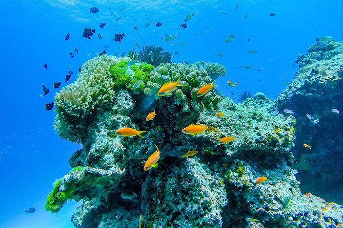 Khao Lak/Phuket: Wow Andaman Snorkeling Trip to Surin Islands - Ko Surin Tai snorkeling stops plus the Moken village encounter