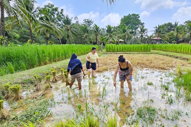 Old Phuket Farm Ticket - Countryside Local Life Culture - Price and what $36 really buys you in 2 hours