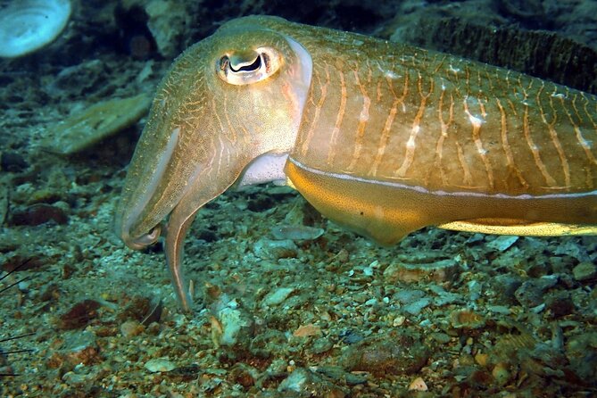 PADI Discover Scuba 2 Times Diving Phuket - What you’ll see underwater in Phuket: serene reef time, not a scramble
