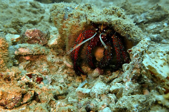 PADI Discover Scuba 2 Times Diving Phuket - Meals, gear, and comfort: value beyond the headline price
