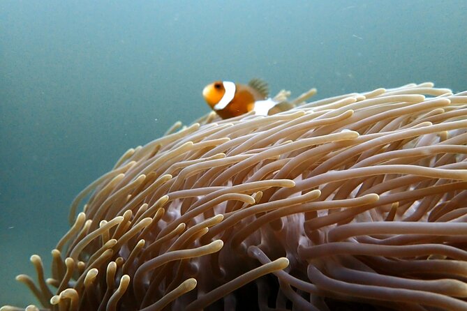 PADI Discover Scuba 2 Times Diving Phuket - Price and value: is $220.25 fair for this Phuket day?