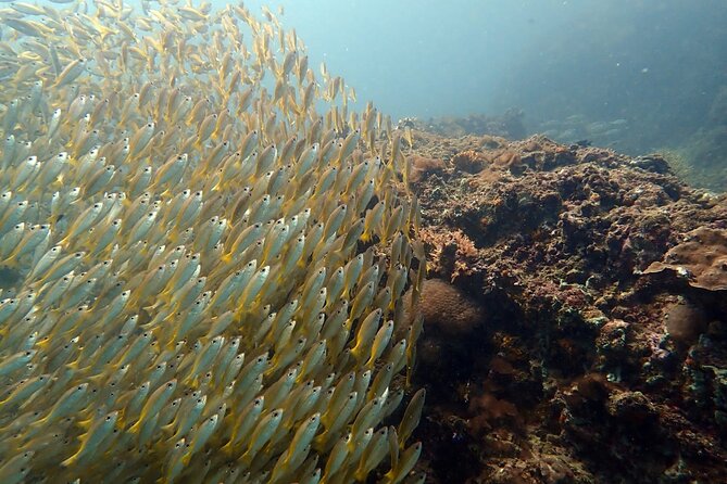 PADI Discover Scuba 2 Times Diving Phuket - Who should book this Phuket experience, and who should reconsider