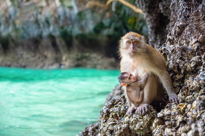 Phi Phi 1 Day tour by speed catamaran with Phuket transfers - Pileh Bay and the Viking Cave detour