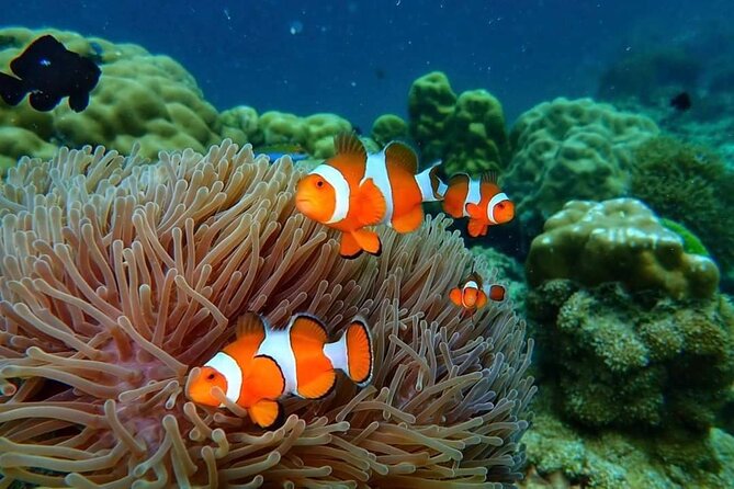 Phi Phi & Bamboo Islands Snorkeling Tour w/ Fins by Speedboat - Phi Phi Don lunch at Ton Sai Bay: the break you will feel thankful for