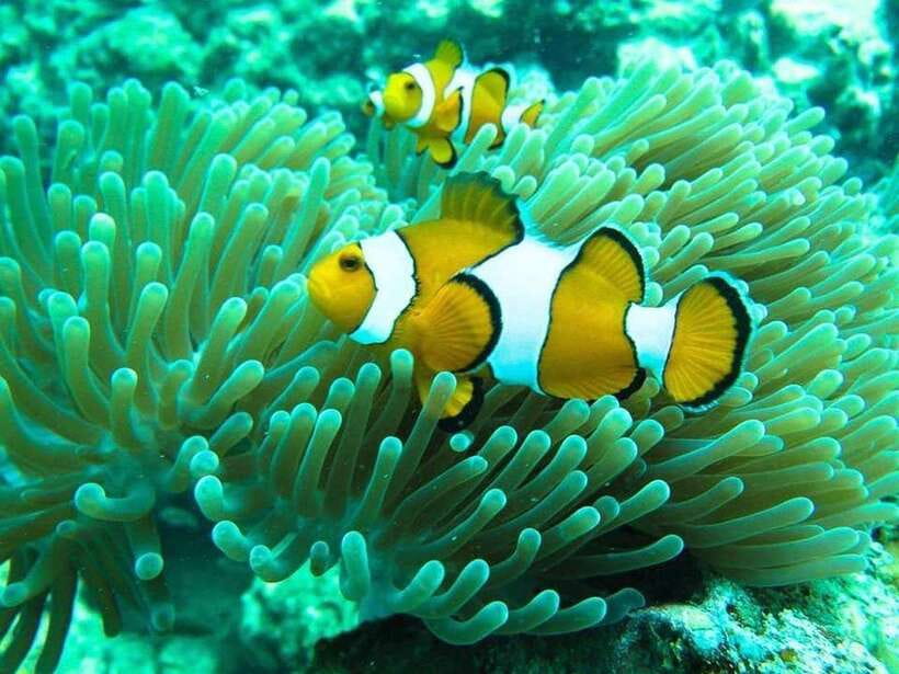 Phuket: 3 Khai Islands Relax & Snorkeling Half/Full Day Tour - The Speedboat Ride Reality Check (Wet, Bumpy, and Normal)