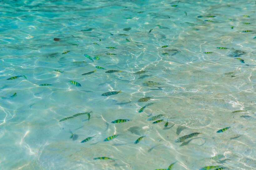Phuket: 3 Khai Islands Relax & Snorkeling Half/Full Day Tour - Food, Drinks, and the Real Value of This $24-Per-Person Trip