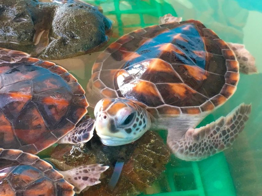 Phuket: Bamboo Rafting, Monkey Cave, and ATV Option - Transfers, driving time, and why the day can feel busy