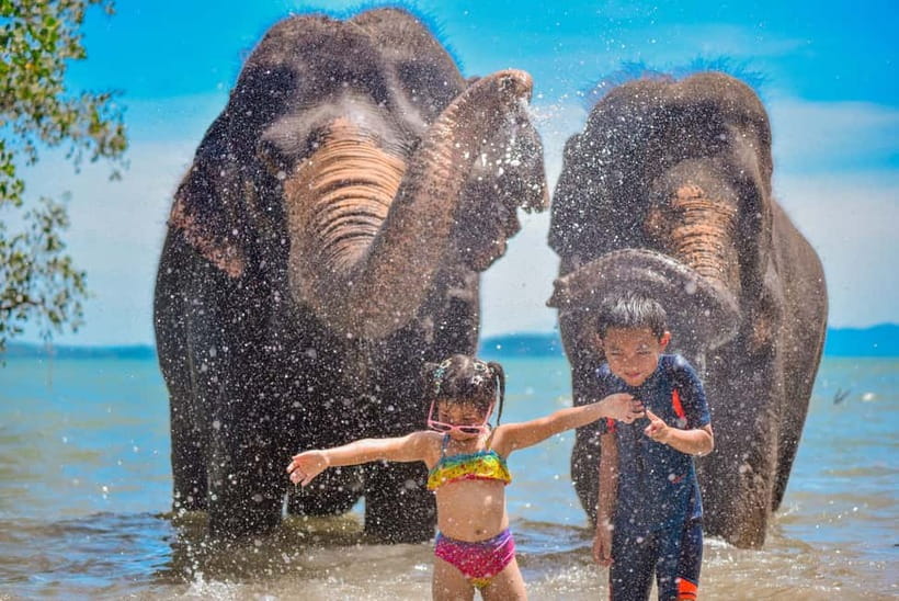 Phuket:Beach walk with elephants, rain & care. 2.5 hours - Key points before you go