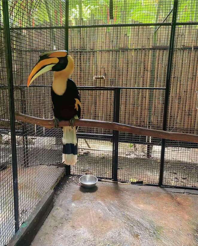 Phuket: Bird Park Entry Ticket - Bird welfare concerns you should weigh before booking