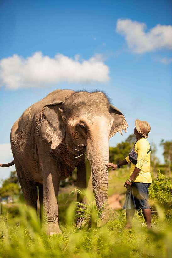 Phuket: Bukit Elephant Park Sanctuary Walk and Feed Tour - Key things that make this tour worth your time