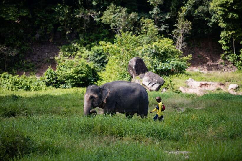 Phuket: Bukit Elephant Park Sanctuary Walk and Feed Tour - Bukit Elephant Park in Phuket, what the sanctuary walk really feels like