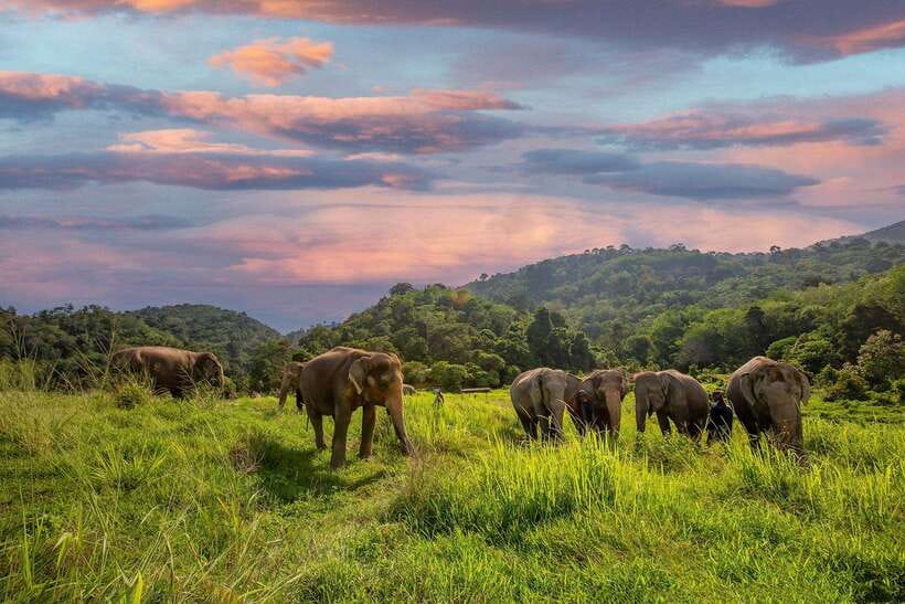 Phuket: Bukit Elephant Park Sanctuary Walk and Feed Tour - Making and feeding fruit rice balls: the activity that feels hands-on
