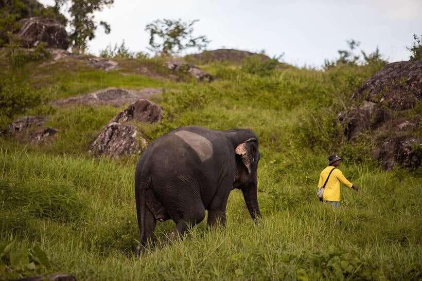 Phuket: Bukit Elephant Park Sanctuary Walk and Feed Tour - The guided walk: learning elephant habits as they roam freely