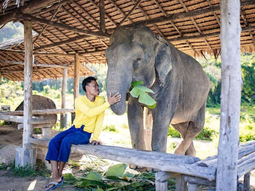 Phuket: Bukit Elephant Park Sanctuary Walk and Feed Tour - Rules that protect elephants, and how you’ll follow them