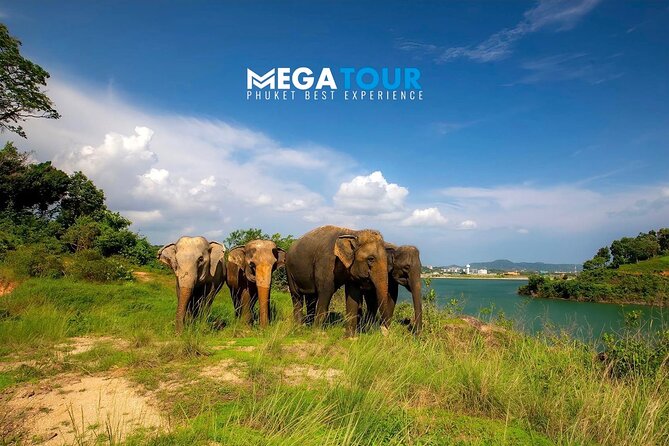 Phuket City Tour & Elephant Sanctuary – Town, Temple, Food & View - Price and what you actually get for $81.47