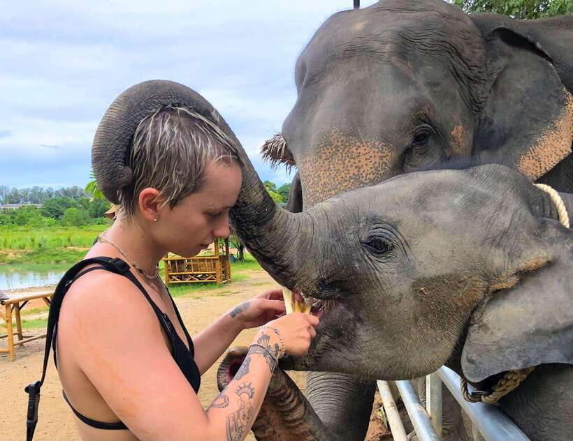 Phuket City Tour with Viewpoints, Temples & Elephant Feeding - Phuket Elephant Care sanctuary: feeding time is the emotional high point
