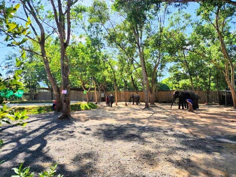 Phuket City Tour with Viewpoints, Temples & Elephant Feeding - Phuket Old Town: Sino-Portuguese streets and a calmer finish