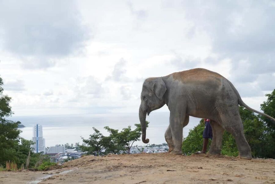 Phuket: Eco Guided Tour at Elephant Sanctuary - Walking the Sanctuary and Feeding in a Natural Setting