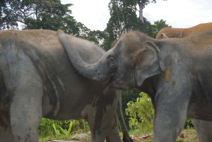 Phuket: Eco Guided Tour at Elephant Sanctuary - What to Bring and the Photo Rules You’ll Actually Use