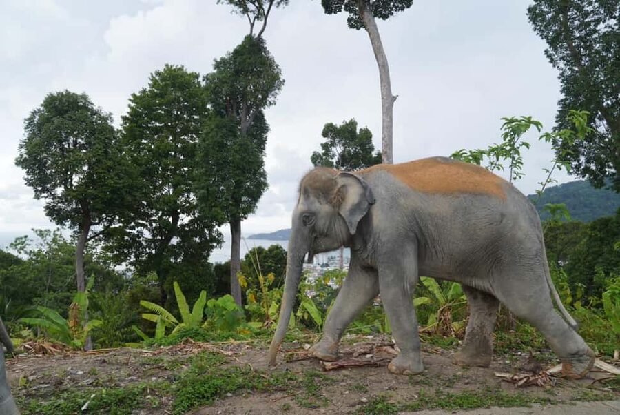 Phuket: Eco Guided Tour at Elephant Sanctuary - Who This Tour Is Best For, and Who Should Skip It